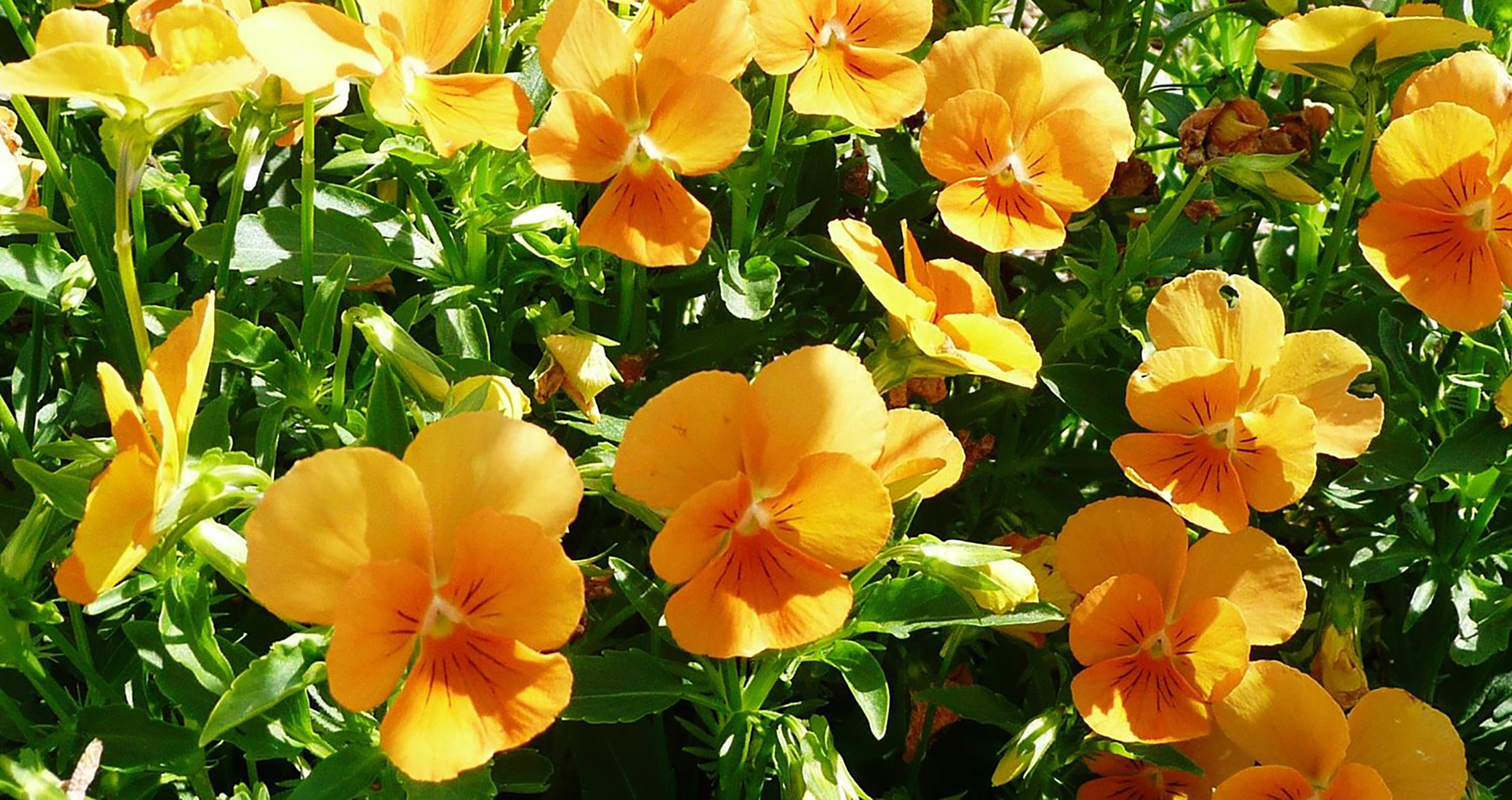 Closeup of orange sorbet violas.